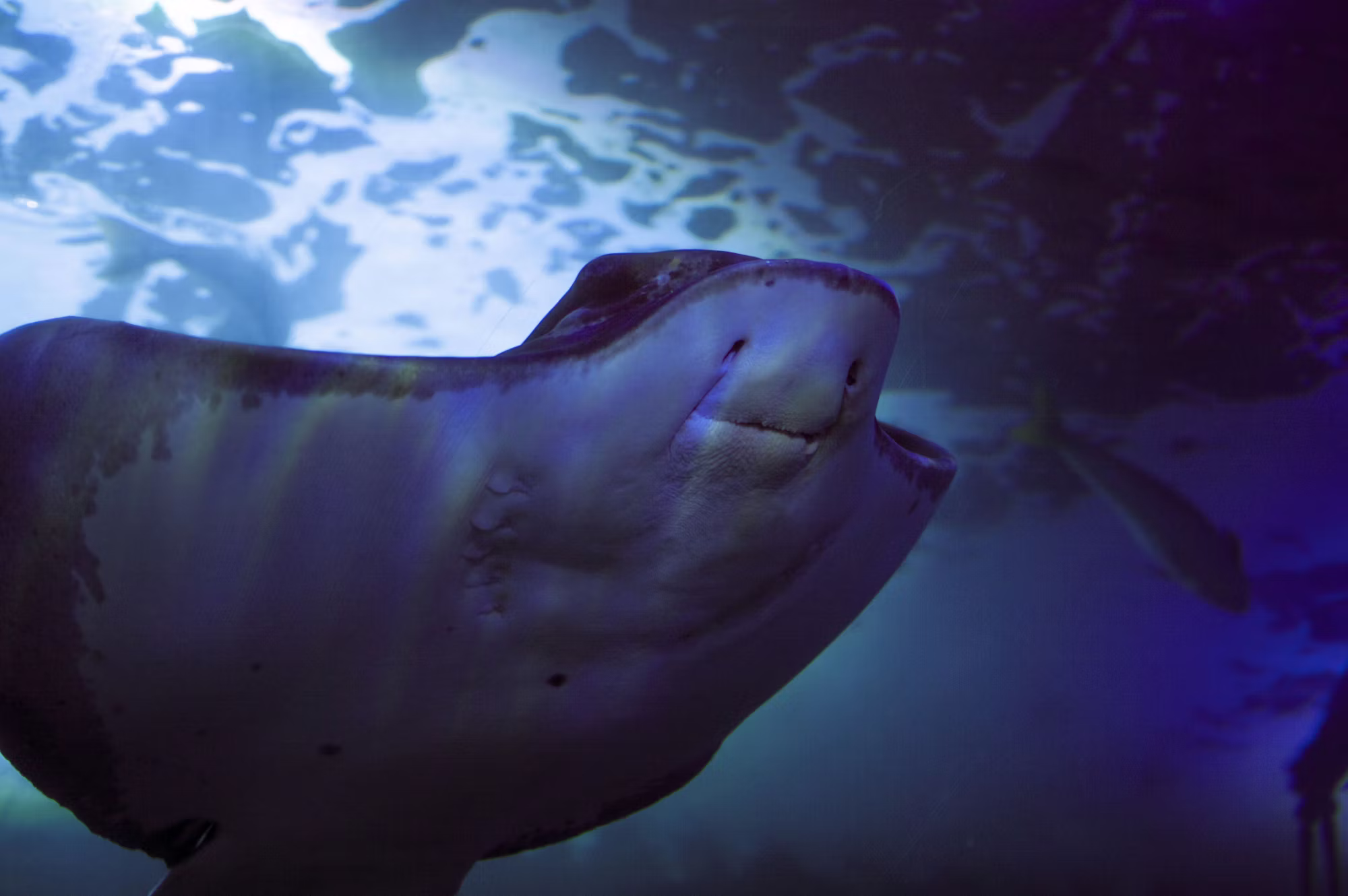 Culinary Journeys: Exploring the World’s Most Delicious Street Foods Culinary Journeys: Exploring the World’s Most Delicious Street Foods